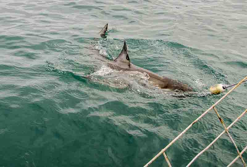 09 - Tiburon Blanco - Gansbaai - Sudafrica